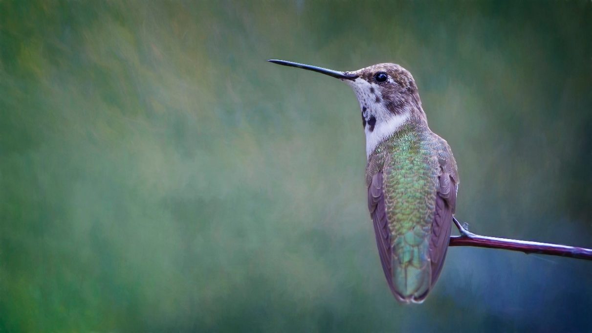 Bezpečnější sklo pro ptáky 