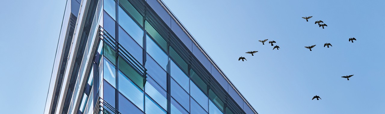 Bird friendly glass images